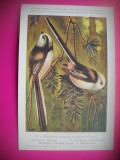 HOPCT 6283 AEGITHALOS CAUDATUS EUROPAEUS -PASARI DE APA -FAUNA EUROPA-CP CHROMO LITHO -MUZEUL REGAL STIINTE NATURALE BELGIA-NECIRCULATA, Printata