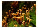 Tablou Canvas, "Ciuperci aurii &icirc;n pădure verde", Fungi, Pădure, Mușchi, Natură, Ciuperci, Plante, &Icirc;nverzire, Ecosistem, Habitat, 39 x 26 cm, CMCLASS