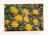 FA67-Carte Postala- RUSIA - Flori, Globeflowers, necirculata 1965