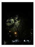 Tablou Canvas, "Lumina misterios ascunsă printre crengi", &Icirc;ntuneric, Lumină, Copaci, Noapte, Mister, Umbre, Iluminare, Natura, Calm, Strălucire, 26 x