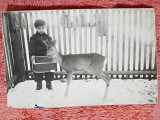 Fotografie tip carte postala, baiat hranind o caprioara, perioada intrebelica