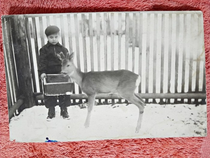 Fotografie tip carte postala, baiat hranind o caprioara, perioada intrebelica