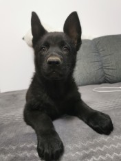 Vand ciobanesc german negru (Alsacian) foto