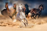 Tablou canvas Cai alergand in desert, 105 x 70 cm