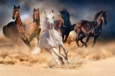 Tablou canvas Cai alergand in desert, 60 x 40 cm foto