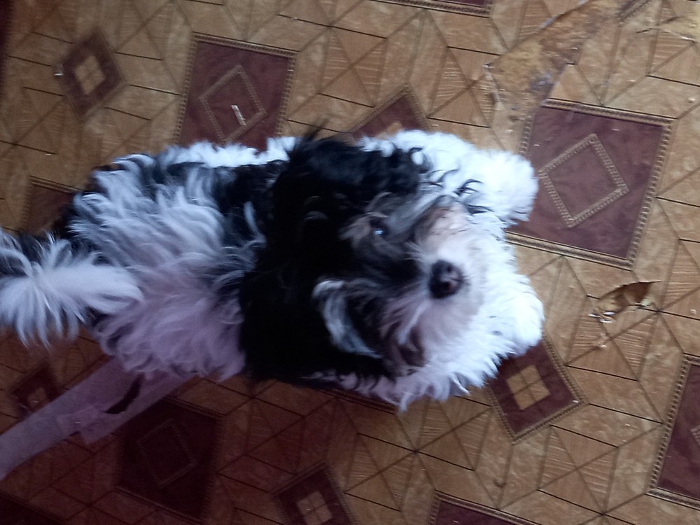 Bichon havanez schimb cu ma?inu?a electrica pentru copii arhiva Okazii.ro