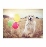 Cumpara ieftin Puzzle Catel cu baloane, 500 piese