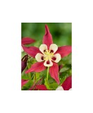 Radacini Aquilegia Crimson Star, Caldarușe, I