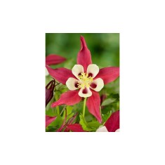 Radacini Aquilegia Crimson Star, Caldarușe, I