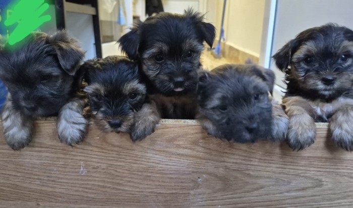 yorkshire terrier