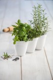 CURVER. Ghiveci triplu din plastic pentru ierburi aromate alb IVY HERBS