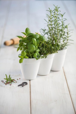 CURVER. Ghiveci triplu din plastic pentru ierburi aromate alb IVY HERBS foto