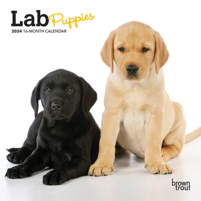 Lab Puppies 2024 Mini 7x7 foto
