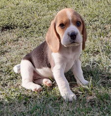 Beagle Tricolori rasa pura foto