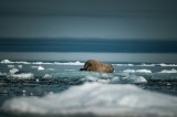 Tablou Canvas Walrus &icirc;n peisaj arctic &icirc;nghețat, scenă naturală de gheață și apă, 39 x 26 cm, CMCLASS