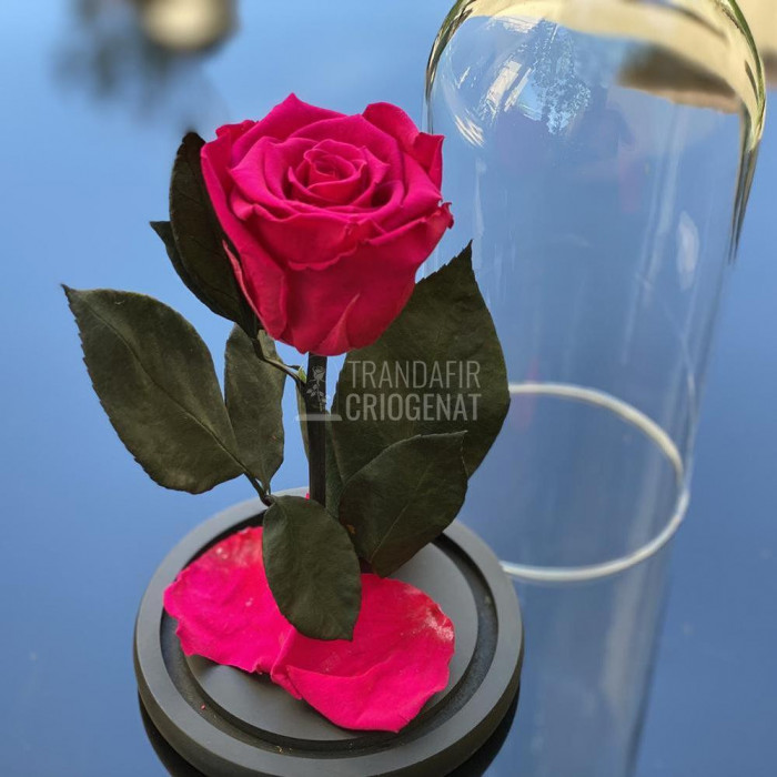 Trandafir Criogenat ciclam inchis &Oslash;6,5cm in cupola 10x20cm