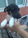 Jack Russell Multicolor