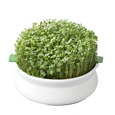 Vas pentru Germinare Germline foto