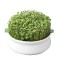 Vas pentru Germinare Germline