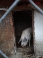 Vand porc viu sau transat foto
