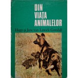 Hugo van Lawick-Goodall - Din viata animalelor (Editia: 1975)