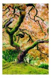 Tablou Canvas, "C&acirc;ntecul toamnei &icirc;n ramuri verzi", Frunziș, Ramuri, Răsucire, Culori, Verde, &Icirc;nc&acirc;ntător, Natură, Artă, Vibrant, Bogat, Textură, Trunch