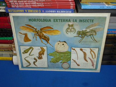 PLANSA DIDACTICA , PERIOADA COMUNISTA : MORFOLOGIA EXTERNA LA INSECTE foto