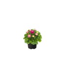 Bellis Perennis BellaDaisy Mix (Banutei) - Ghiveci P9, Flori de Primavara, Diverse Culori