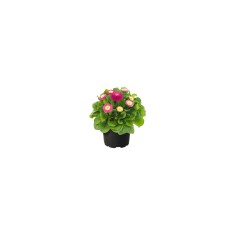 Bellis perennis BellaDaisy Mix, Banutei, Ghiveci P9
