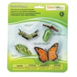 Ciclul vietii la Fluturele Monarh