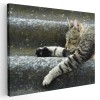 Tablou pisica dormind pe scari Tablou canvas pe panza CU RAMA 60x80 cm