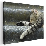 Tablou pisica dormind pe scari Tablou canvas pe panza CU RAMA 50x70 cm