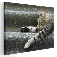 Tablou pisica dormind pe scari Tablou canvas pe panza CU RAMA 20x30 cm
