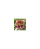 Planta Spanz, Helleborus Orientalis, flori simple, pink orange, ghiveci 10cm, Oem