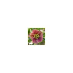 Planta Spanz, Helleborus Orientalis, flori simple, pink orange, ghiveci 10cm