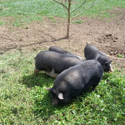 V&amp;acirc;nd Porci Vietnamezi foto