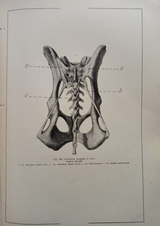 Vasile Ghetie - Atlas de anatomie comparativa, vol. 1 | Okazii.ro
