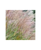 Miscanthus sinensis, iarba decorativa perena, iarba elefantului, la ghiveci, 1 buc, Oem