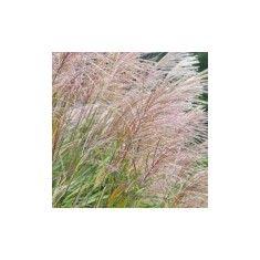 Miscanthus sinensis, iarba decorativa perena, iarba elefantului, la ghiveci, 1 buc