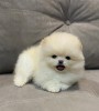 Pomeranian mini