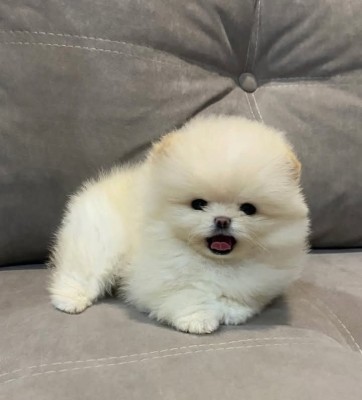 Pomeranian mini foto