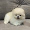 Pomeranian mini