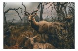 Tablou Canvas, "Copaci uscați și antilope &icirc;n savană", Ramuri, Copaci, Antilope, Cornite, Vegetație, Culoare, Cer, Sălbatic, Natural, Peisaj, 39 x 26 c