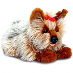 Catel de plus Yorkshire Terrier 30 cm foto