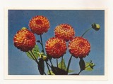 FA69-Carte Postala- RUSIA - Flori, necirculata 1965