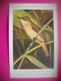 HOPCT 6282 ACROCEPHALUS ARUNDINACEUS ARUNDINACEUS -PASARI DE APA -FAUNA EUROPA-CP CHROMO LITHO -MUZEUL REGAL STIINTE NATURALE BELGIA-NECIRCULATA, Printata