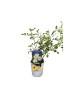 Trandafir pitic, Rosa White Fairy C2, Oem