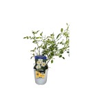 Trandafir pitic, Rosa White Fairy C2, Oem