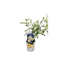 Trandafir pitic, Rosa White Fairy C2