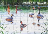 Corcodei din Romania